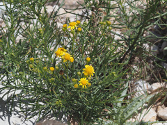 Senecio linifolius