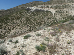 Chaenorhinum macropodum degenii