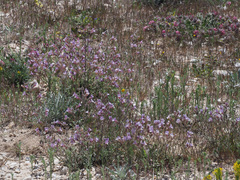 Chaenorhinum macropodum degenii