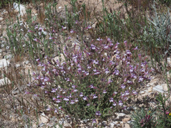 Chaenorhinum macropodum degenii