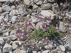 Chaenorhinum macropodum degenii
