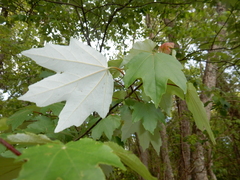 Acer rubrum drummondii