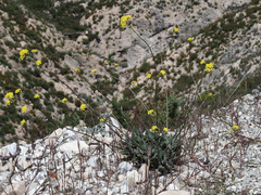 Biscutella sempervirens
