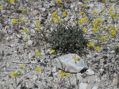 Biscutella sempervirens