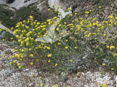 Biscutella sempervirens