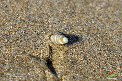 Olivella columellaris