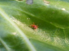 Trombidium holosericeum