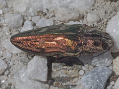 Chalcophora mariana massiliensis