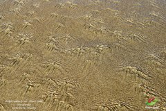 Olivella columellaris