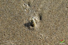 Olivella columellaris