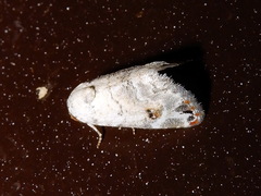 Coccidiphaga scitula