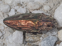 Chalcophora mariana massiliensis