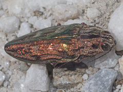 Chalcophora mariana massiliensis