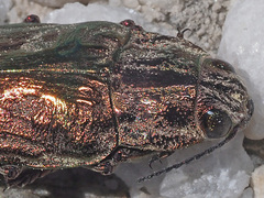 Chalcophora mariana massiliensis