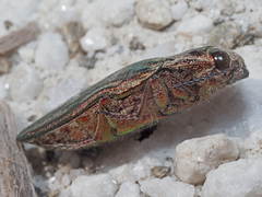 Chalcophora mariana massiliensis