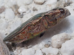 Chalcophora mariana massiliensis