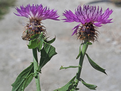 Centaurea malacitana