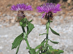 Centaurea malacitana