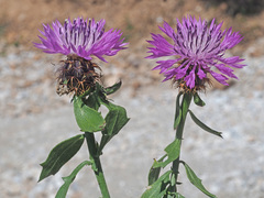 Centaurea malacitana