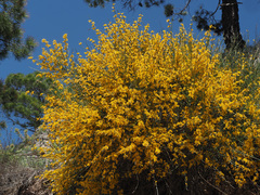Genista spartioides