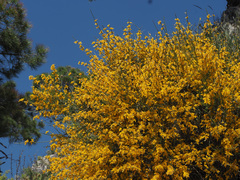 Genista spartioides