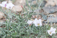 Convolvulus ammannii