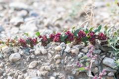 Blitum virgatum