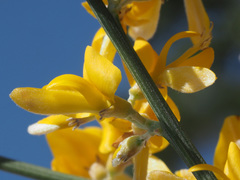 Genista spartioides