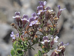 Chaenorhinum villosum