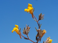 Chaenorhinum rubrifolium raveyi