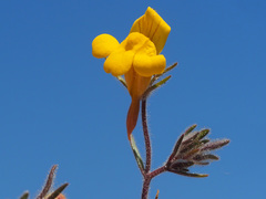 Chaenorhinum rubrifolium raveyi