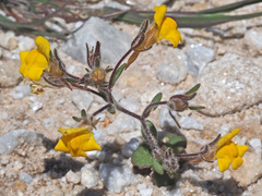 Chaenorhinum rubrifolium raveyi
