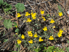 Chaenorhinum rubrifolium raveyi