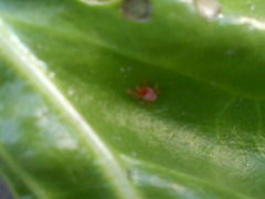 Trombidium holosericeum