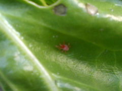 Trombidium holosericeum