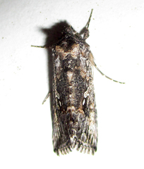 Chrysodeixis acuta