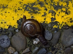 Macrochlamys hippocastaneum