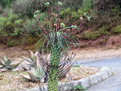 Euphorbia clava
