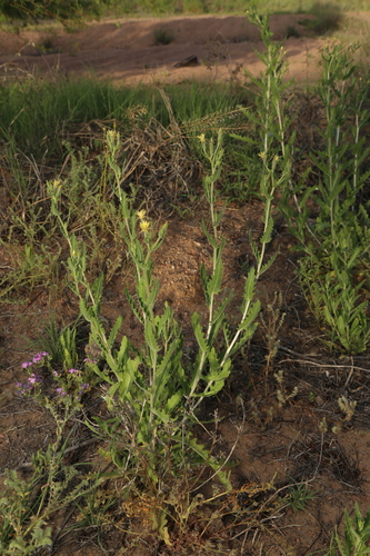 Wavyleaf blazingstar (Mentzelia albescens)