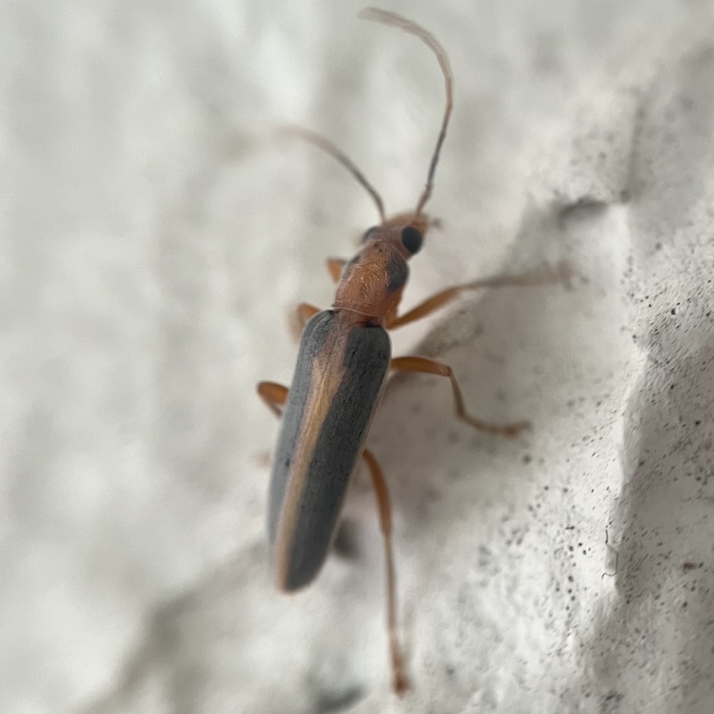 Oxacis taeniata