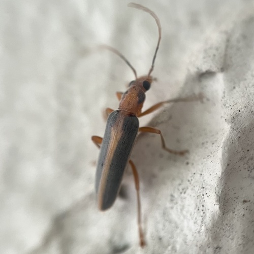 Oxacis taeniata