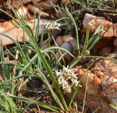 Asclepias stellifera