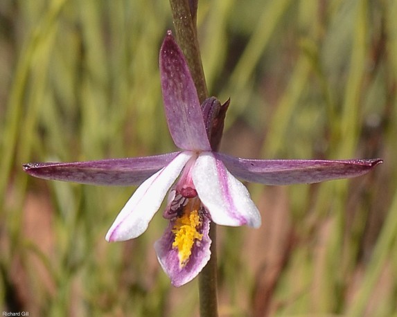 Eulophia Alliance Orchids