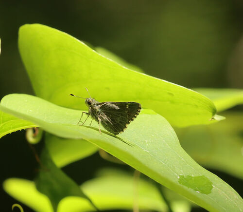 Pepper and Salt Skipper photo 4