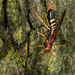Siricidae - Photo (c) Paul Reeves, algunos derechos reservados (CC BY-NC-SA)