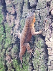 Sceloporus grammicus