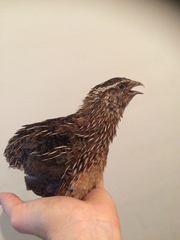 Coturnix coturnix
