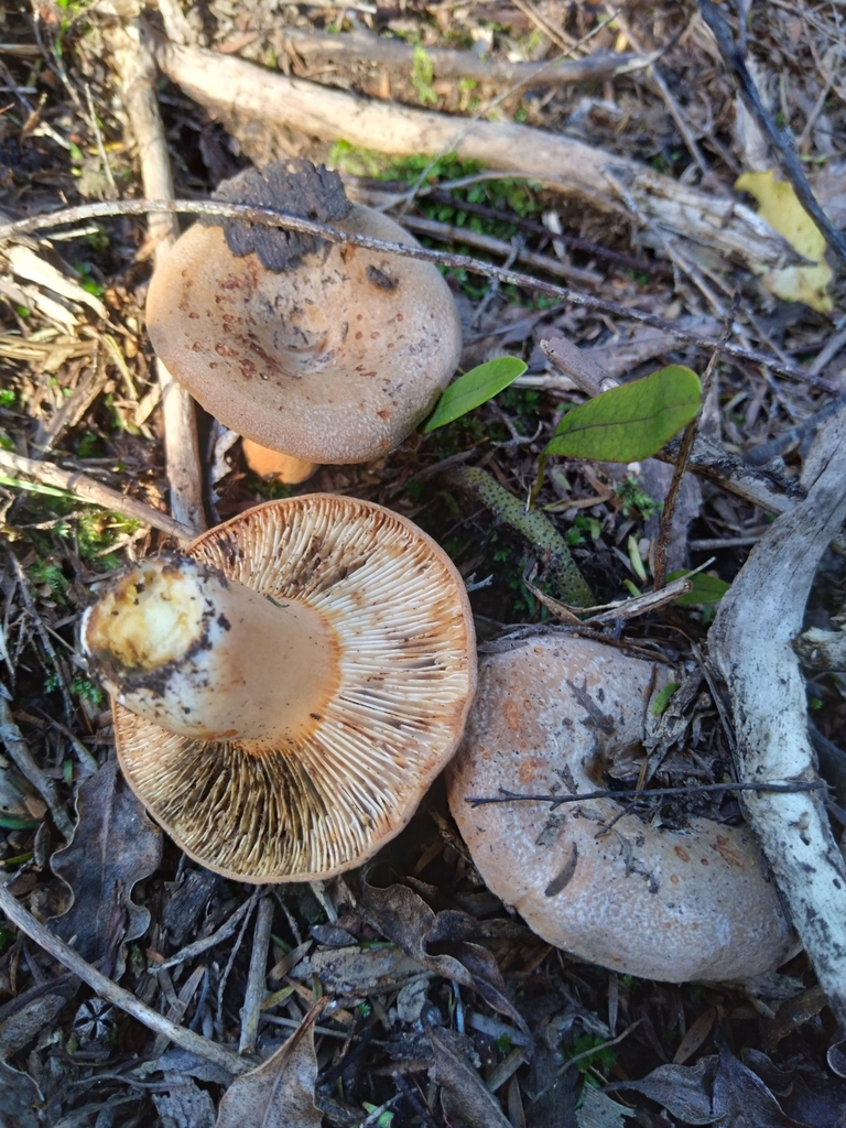 Lactifluus clarkeae · May 2025 · photo: © robert42956 (iNaturalist, CC)