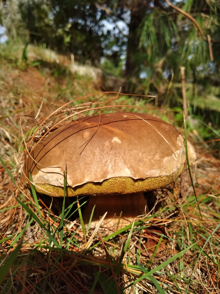 Boletus edulis · May 2025 · photo: © robert42956 (iNaturalist, CC)