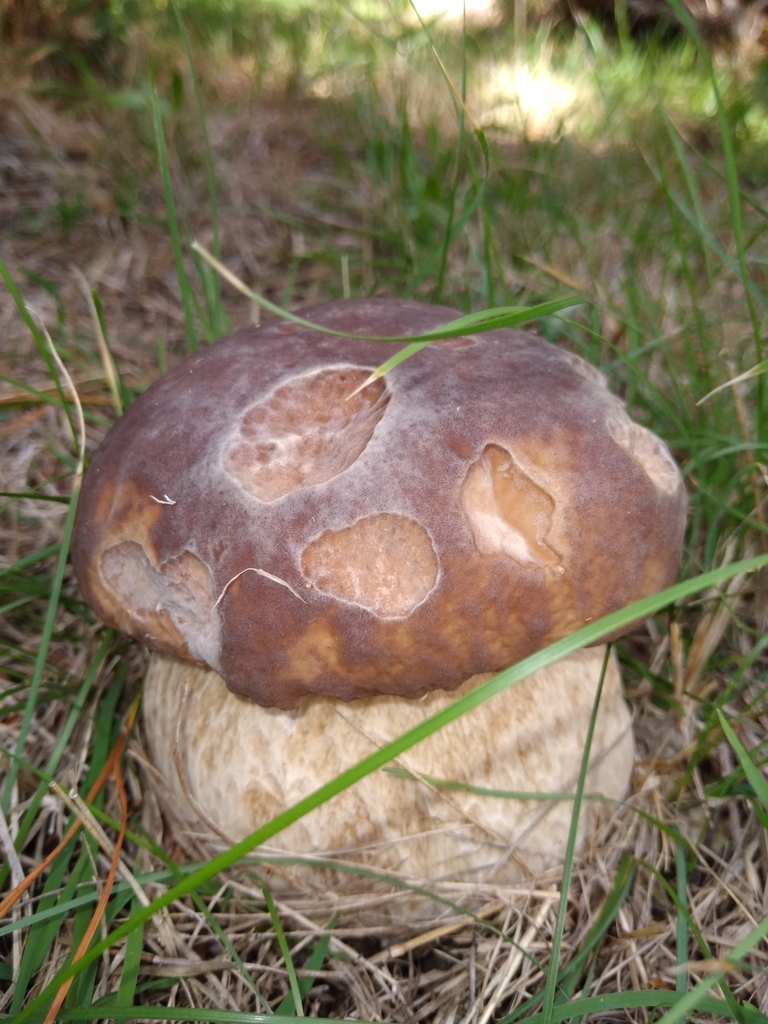 Boletus edulis · May 2025 · photo: © robert42956 (iNaturalist, CC)